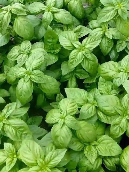 dried basil leaves